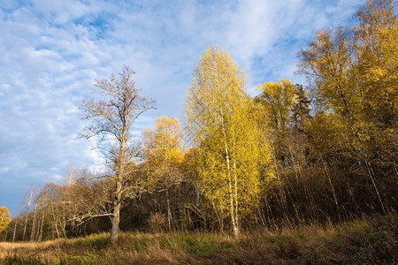 树叶黄色的一片孤单树枝与黄叶和一棵大树在秋林背景上没有叶子俄罗斯秋天图片