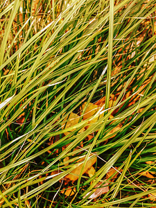 夏季草原绿公园环境植物图片