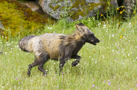 十字狐狸在绿草中鲜花流淌着十字狐狸跑步兽灰色的图片