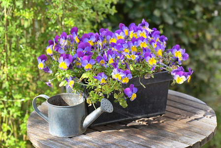 紫色的花盆中viola在花园桌边的盆里用一点水罐子木制的美丽图片