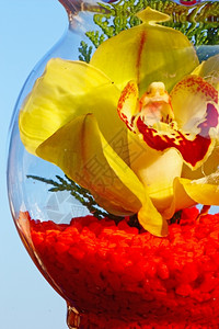 透明玻璃花瓶中的黄色兰红的植物图片