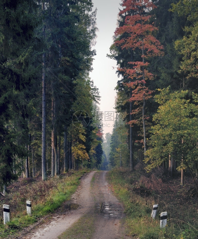 清晨在立陶宛秋林Mist的农村公路上枫充满活力秋天图片