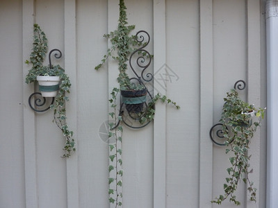 院子盆栽白色的挂在花园墙上藤树植物图片