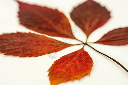 红色树叶背景图片