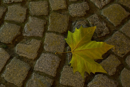 树叶鹅卵石子躺在平坦人行道上的绿叶图片