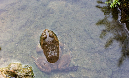 池塘里的青蛙背景图片