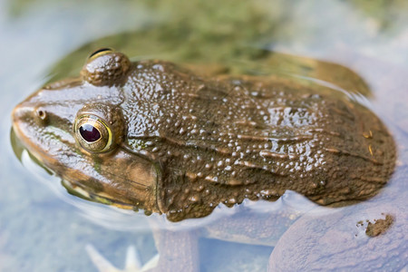 池塘里的青蛙背景图片