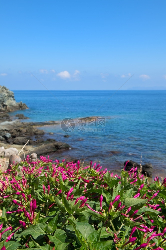 从法国科西嘉岛尔卡角CapCorse海岸的粉红花法语朵丰富多彩的图片