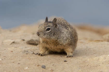 松鼠在海滩附近的沙地上图片
