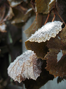 分支树枝和叶上第一次下雪红色的冻结图片