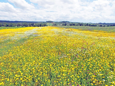 农村草地在葡萄牙春天从开阔的田地飞出空中花朵背景图片