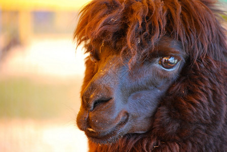 农场动物可爱的长着脸色黑羊驼上毛自然图片