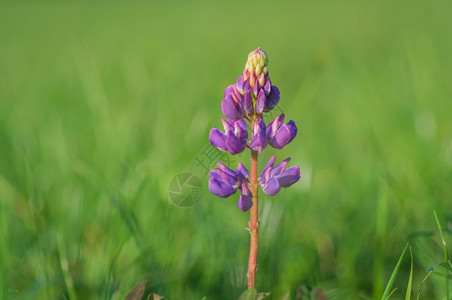 花的在绿草丛中紧闭一朵紫色小花蓝的单身背景图片