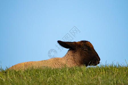 动物羊毛自然黑褐色的羔羊头埋在草地上本底蓝天空黑棕色的羊头图片
