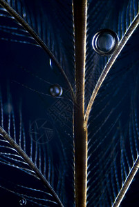 羽毛的微光生物学银图片