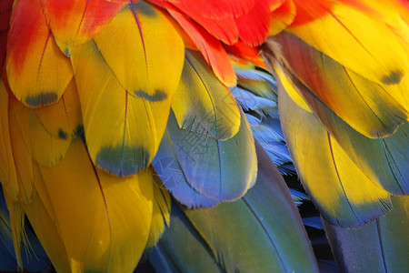 野生动物金刚鹦鹉美丽的羽毛缝合图片