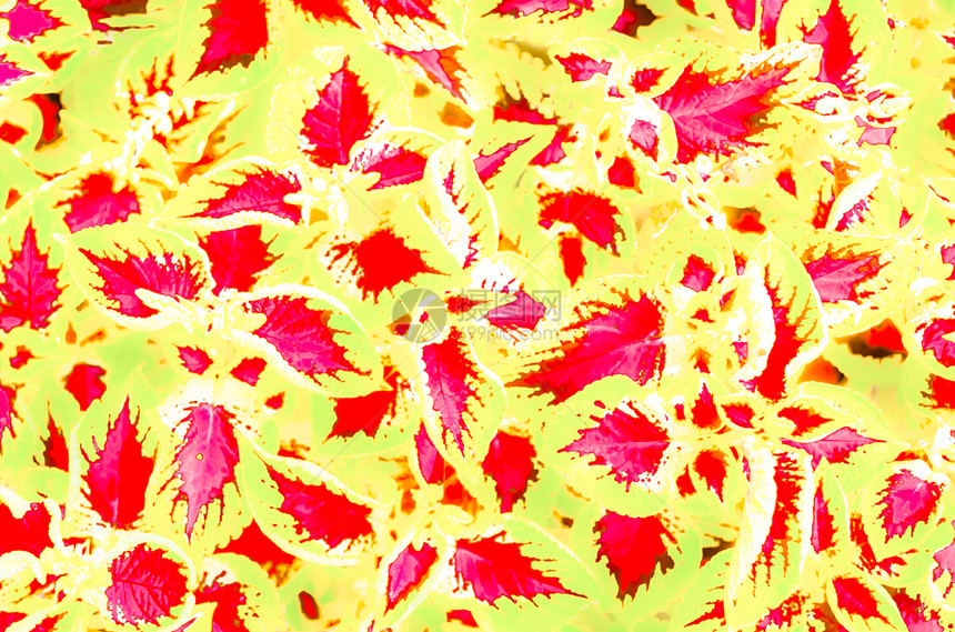 自然质地丰富多彩的装饰Coleus植物叶的多彩插图图片
