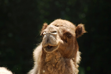 骆驼的可爱面容有蹄类单峰骆驼自然图片