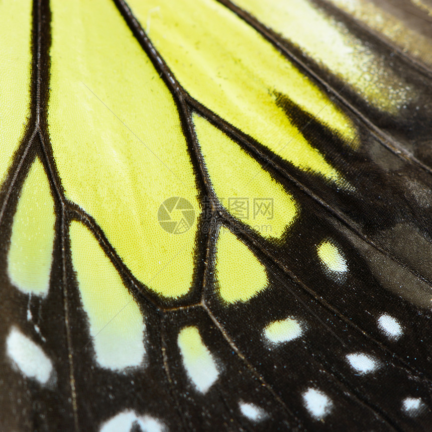 自然纹理源黄蝴蝶翅膀背景的自然纹理阮詹丰富多彩的昆虫图片