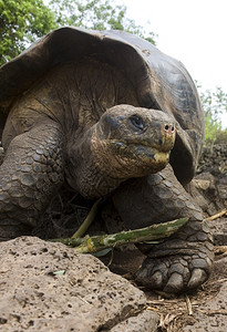 荒野爬行动物厄瓜多尔沿海加拉帕戈斯群岛的巨型加拉帕戈斯乌龟野生动物图片