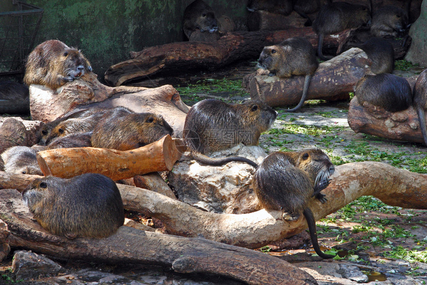 海狸鼠家族坐在木头上荒野家庭毛皮图片