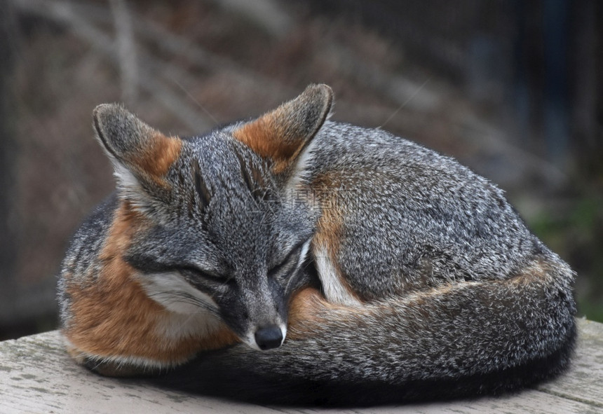 芭拉加利福尼亚圣诞老人非常可爱的柔软频道海峡岛狐狸卷起来睡着图片
