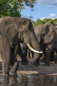 象牙苹果浏览器非洲博茨瓦纳萨武蒂地区水坑中的非洲象厚皮动物图片
