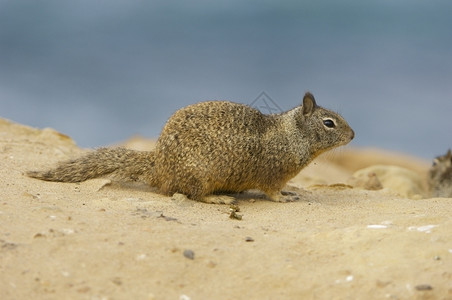 野生动物j沙砂中的加利福尼亚州地松鼠图片