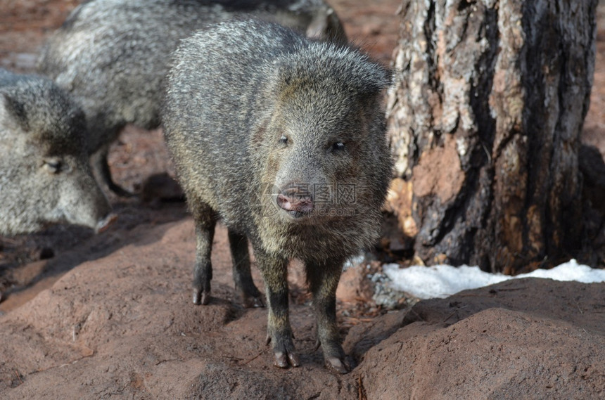 自然野外一群可爱的臭猪动物鼬图片