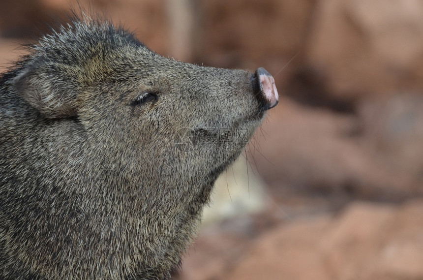 亚利桑那土生长的可爱臭猪本国的公野生动物图片