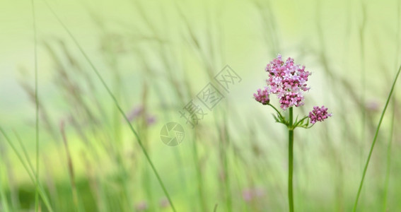 山间的花朵特写图片