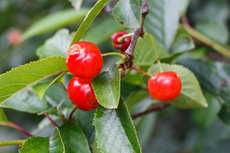 水果分支健康在园樱桃树上成熟的小红樱桃图片