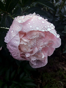 雨后花园粉色牡丹叶子瓣植物图片
