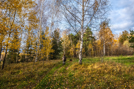 步行十月一个女人和只狗在秋林中行走阳光明媚的一天树上涂着黄叶子色的背景图片