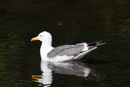 鸟春天在布列塔尼一个池塘游泳的海鸥孤一种图片