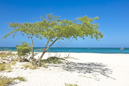 暮在加勒比阿鲁巴岛的上种植dividivi树加勒比海洋图片