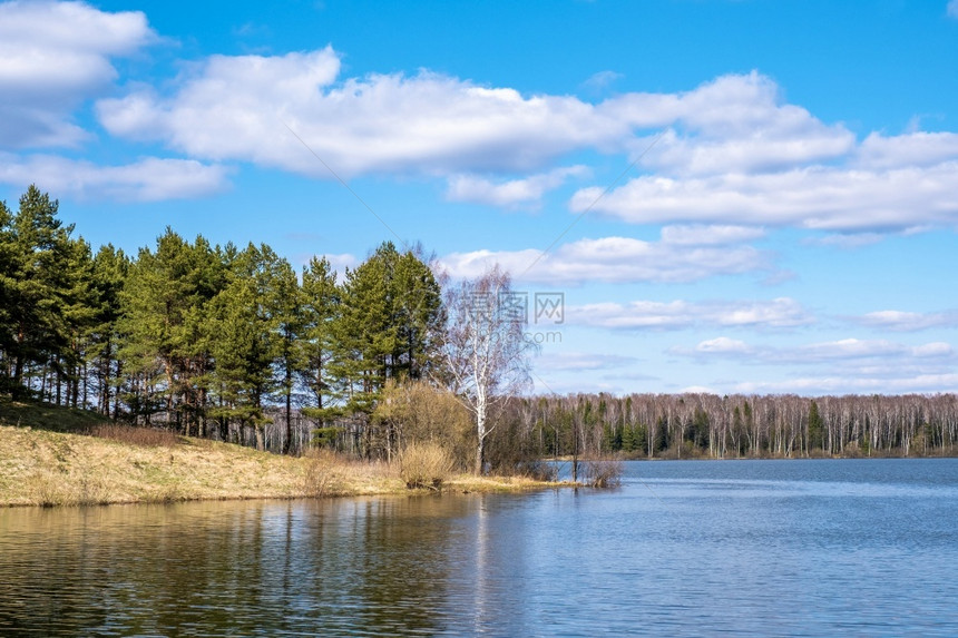 乌沃斯基水库的春天风景在阳光明媚的一天有松林和白树俄罗斯木松桦图片