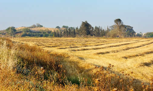 空的收成天5月在以色列收获小麦的时候图片