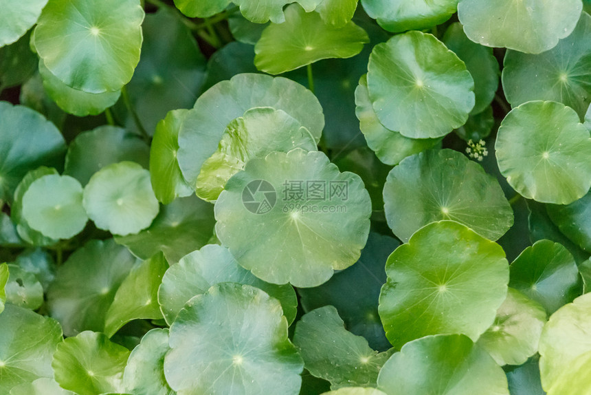 水池塘中的莲叶花园自然图片