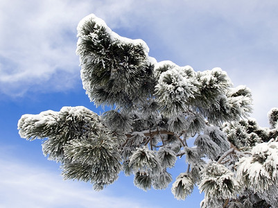 下雪的蓝天松树图片