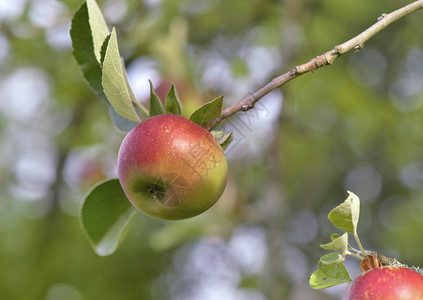 夏天日在树上生长的苹果紧贴在一棵树上食物水果图片