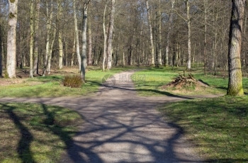 穿越小路森林中口的一条交叉上右或左直的图片