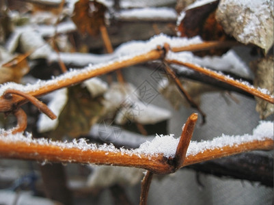 水晶树枝和叶上第一次下雪植物的图片