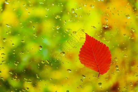 雨天玻璃上红叶子背景图片