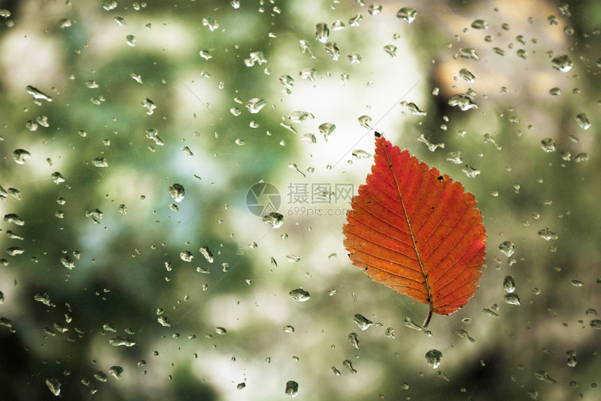 雨天玻璃上红叶子图片