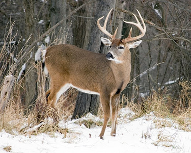 白尾鹿公站在雪地上一种森林打猎背景图片
