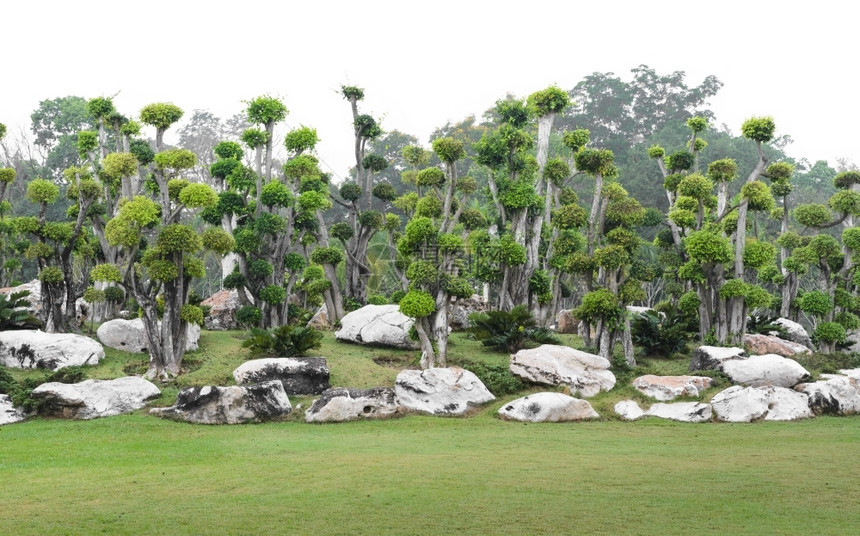 草地公园美丽的孤立在白色背景上的观赏花园图片