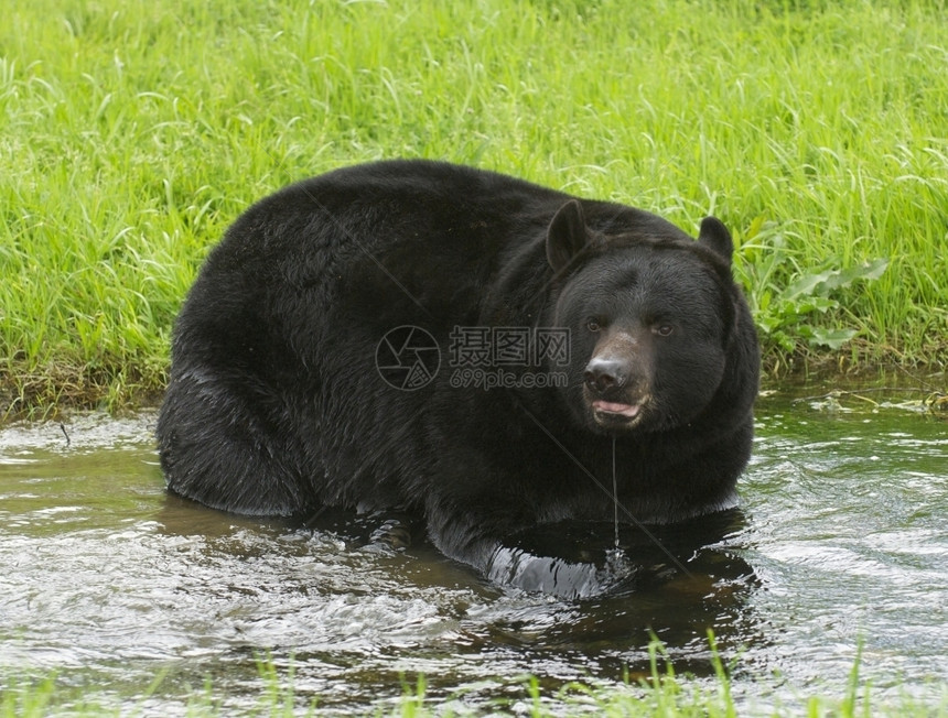 动物学美国人黑熊在水中与草底美国黑熊的籍野生动物图片