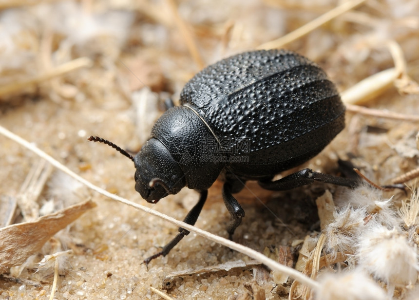 以色列沙漠中的黑白甲虫动物变暗东方图片
