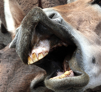 牛骡子马以埃库斯语为笑柄的驴子图片